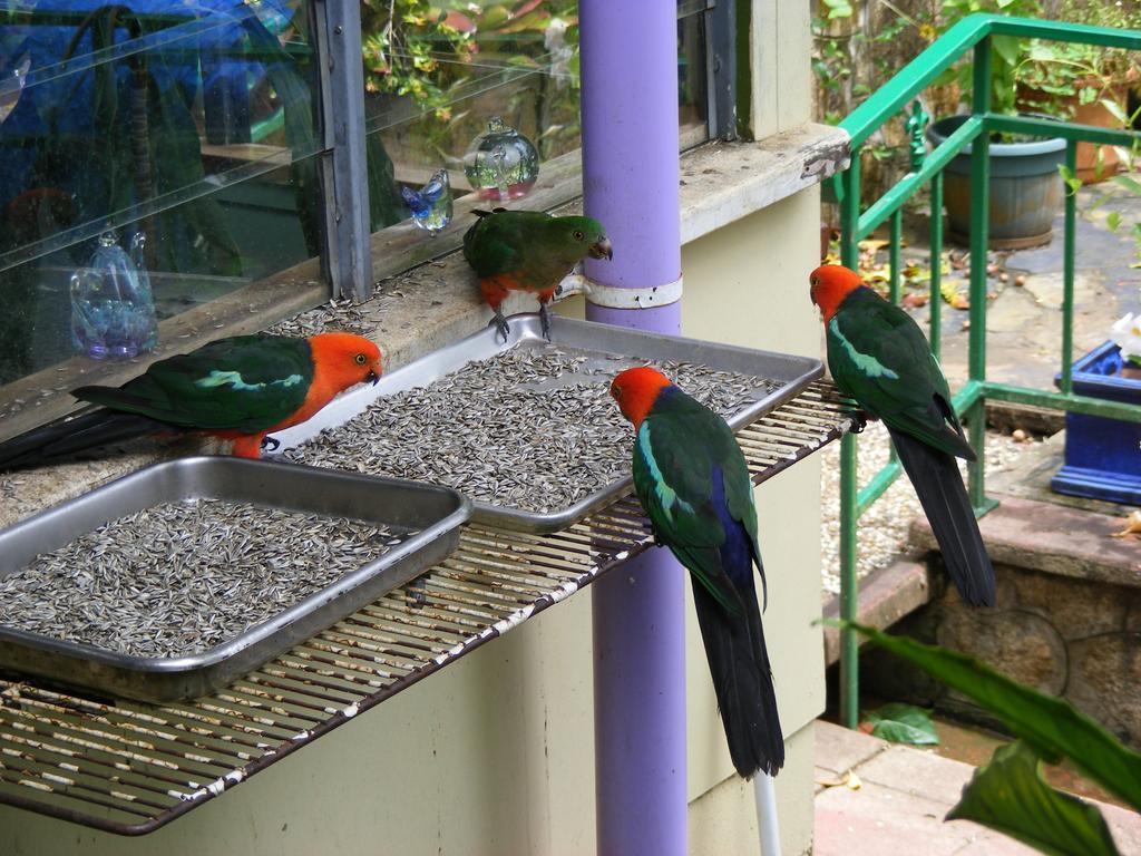 Lake Eacham Tourist Park & Cabins Buitenkant foto